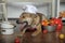 Dog in the apron in the kitchen mongrel, cook in the kitchen, funny