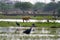 Dog and aquatic birds in lake