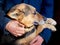 The dog is in the arms of his master. An elderly man with his devoted dog_