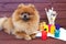 Dog artist. Beautiful pomeranian dog with paints and brushed on wooden background. Clever spitz