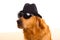 Dog as mafia gangster with black hat and sunglasses