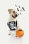 DOG ASKING TRICK OE TREAT FOR HALLOWEEN WITH A ORANGE PUMPKIN AND A SKULL BAG FOR CANDIES. DEFOCUSED BATS BACKGROUND. ISOLATED