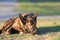 Dog asleep in grass