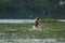 Dog attacking purple moorhens in a local lake in Indore