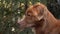 Dog attentively observes his surroundings in a vibrant autumn forest.