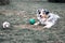 Dog austarlian shepherd lying on gras playing with ball