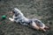 Dog austarlian shepherd lying on gras playing with ball 3