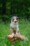 Dog australian shepherd blue merle waiting on tree trunk on german inner border shallow depth of field green gras