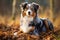 A dog of the Australian Shepherd breed in the park for a walk in autumn