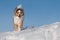 Dog, Australian Shepherd jumps, runs, raging with joy in the snow