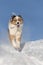 Dog, Australian Shepherd jumps, runs, raging with joy in the snow