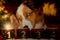 Dog, Australian Shepherd looks at glowing Advent candle