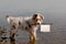 Dog; Australian Shepherd puppy, while bathing on vacation with c