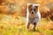 Dog, Australian Shepherd puppy jumping in autumn leaves