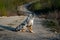 Dog australian shepherd sitting blue merle in nature on path looking back