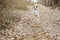 DOG AUTUMN. FUNNY JACK RUSSELL PLAYING AND JUMPING WITH FALL LEAVES