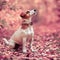 Dog at autumn. Jack russell