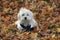 Dog in Autumn Leaves