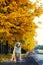 Dog in autumn park