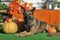 dog autumn pumpkins pictures