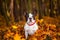 Dog in autumnal scenery
