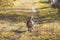 Dog back, dachshund male running down a path forward, pet walks in nature