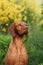 Dog on a background of yellow flowers. Portrait of a Hungarian vizsla in nature