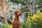 Dog on a background of yellow flowers. Portrait of a Hungarian vizsla in nature