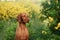 Dog on a background of yellow flowers. Portrait of a Hungarian vizsla in nature