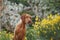 Dog on a background of yellow flowers. Portrait of a Hungarian vizsla in nature