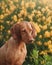 Dog on a background of yellow flowers. Portrait of a Hungarian vizsla in nature