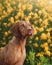 Dog on a background of yellow flowers. Portrait of a Hungarian vizsla in nature