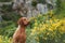 Dog on a background of yellow flowers. Portrait of a Hungarian vizsla in nature