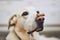 Dog balancing dog biscuit on his nose