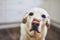 Dog balancing dog biscuit on his nose