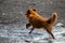 Dog with a ball jumping out of the water