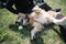 Dog with ball lying on ground and women`s hands petting him