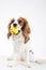 Dog with ball toy Cavalier king charles spaniel dog photo. Beautiful cute cavalier puppy dog on isolated white studio