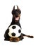 Dog with ball on white background