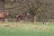 Dog barking at deer in Richmond Park