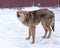 Dog barking outdoors in winter