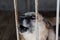 The dog barks through the grille of the enclosure sitting in the cage of the dog shelter portrait close-up on a blurred background