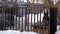 The dog barks at passers-by. A black dog walks on the roof of a booth in the corral of a pet shelter