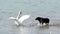 The dog barks at the swan in the water and the swan ticks away from the dog