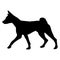 Dog Basenji breed. Silhouette