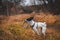 Dog basenji jogging in the atmospheric field and with a toy ring in his teeth, motion-action photo