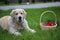 Dog with basket of tomatoes on the grass