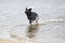 Dog bathes in a spray of water on the beach