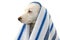 DOG BATHING. MIXED-BREED PUPPY WRAPPED WITH A BLUE COLORED TOWEL. ISOLATED STUDIO SHOT AGAINST WHITE BACKGROUND