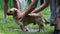 Dog bathing under blurry water drops pouring from garden watering can outdoor